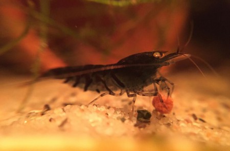 Blauwe Tijgergarnaal